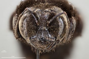 Media type: image;   Entomology 810657 Aspect: head frontal view